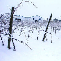 Finca Sandoval 'Salia' - Latitude Wine & Liquor Merchant