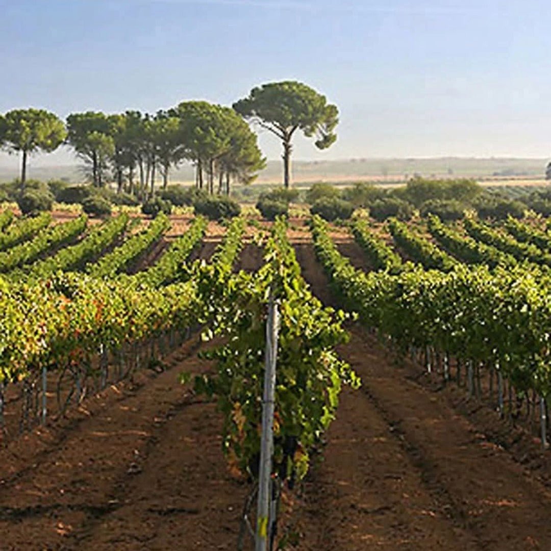 Finca Sandoval 'Salia' - Latitude Wine & Liquor Merchant