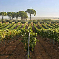 Finca Sandoval 'Salia' - Latitude Wine & Liquor Merchant