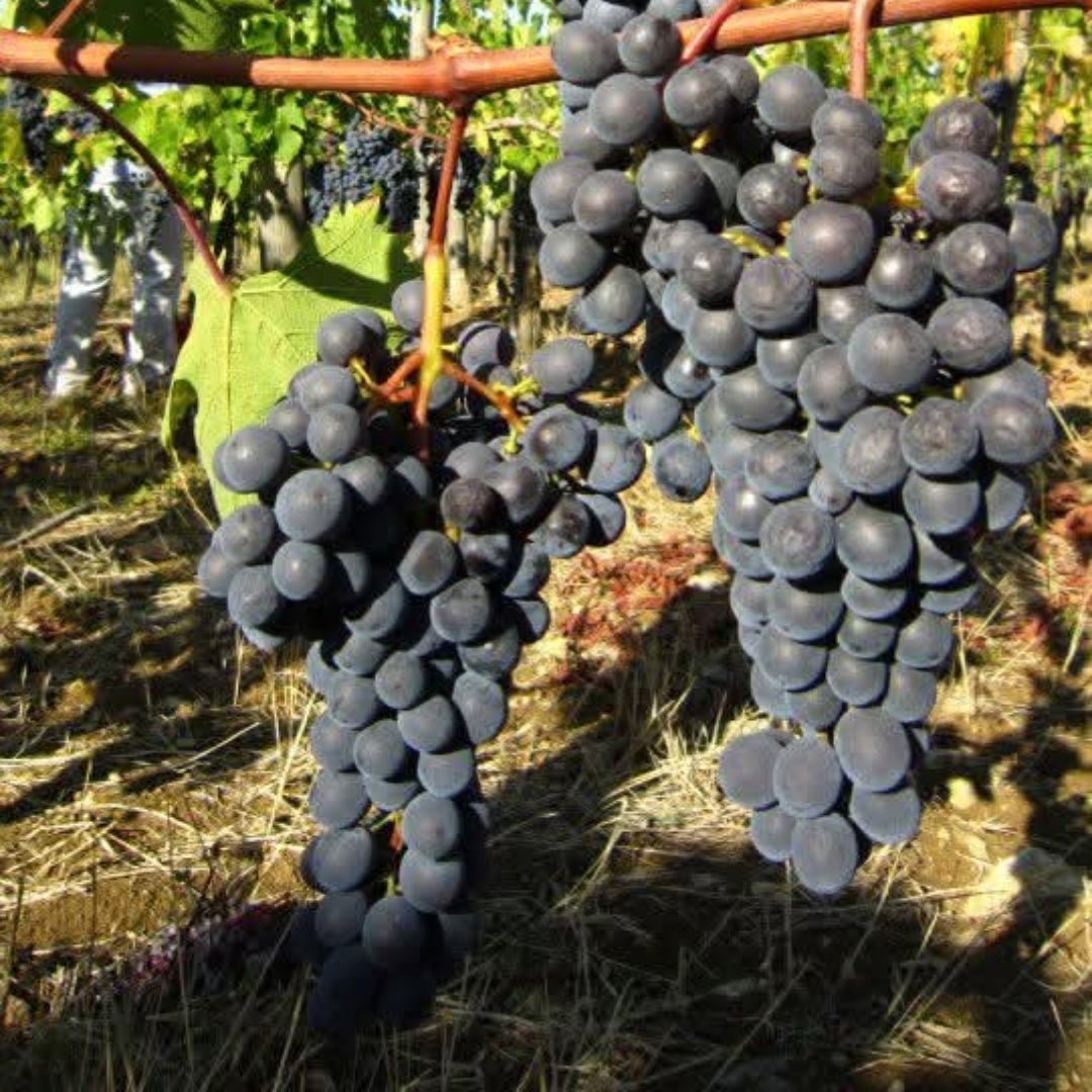 Fontodi Chianti Classico - Latitude Wine & Liquor Merchant