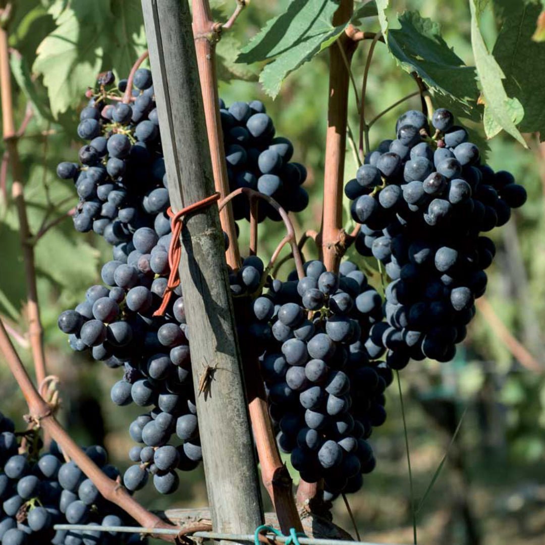 Fontodi Chianti Classico - Latitude Wine & Liquor Merchant