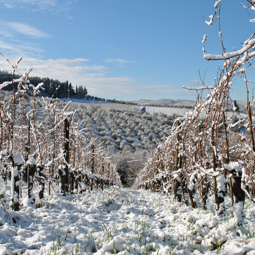 Fontodi Chianti Classico - Latitude Wine & Liquor Merchant