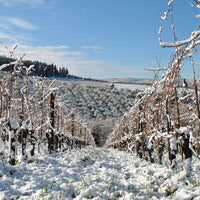 Fontodi Chianti Classico - Latitude Wine & Liquor Merchant