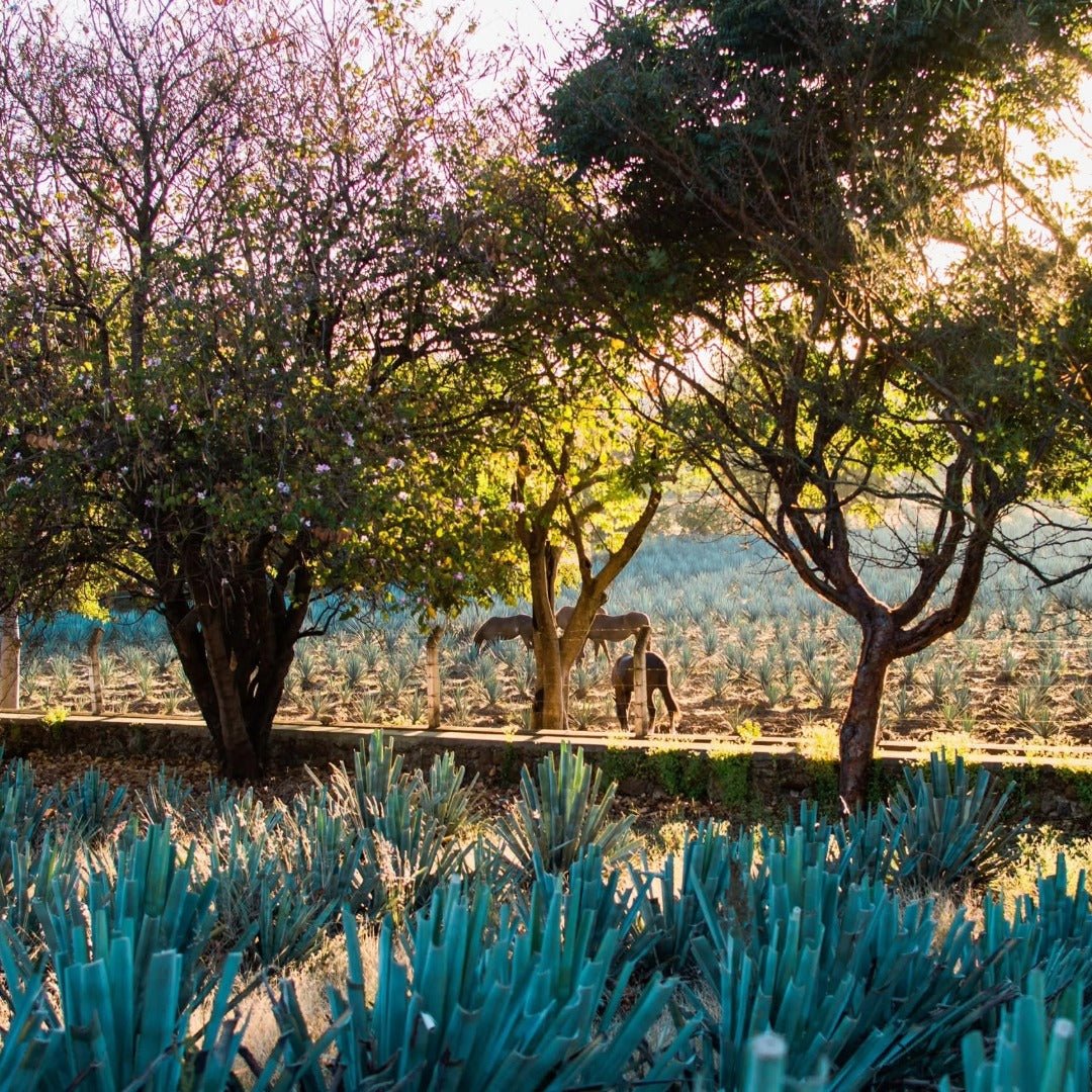 Fortaleza Still Strength Blanco - Latitude Wine & Liquor Merchant