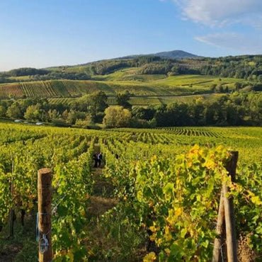 G. Metz Organic Riesling - Latitude Wine & Liquor Merchant