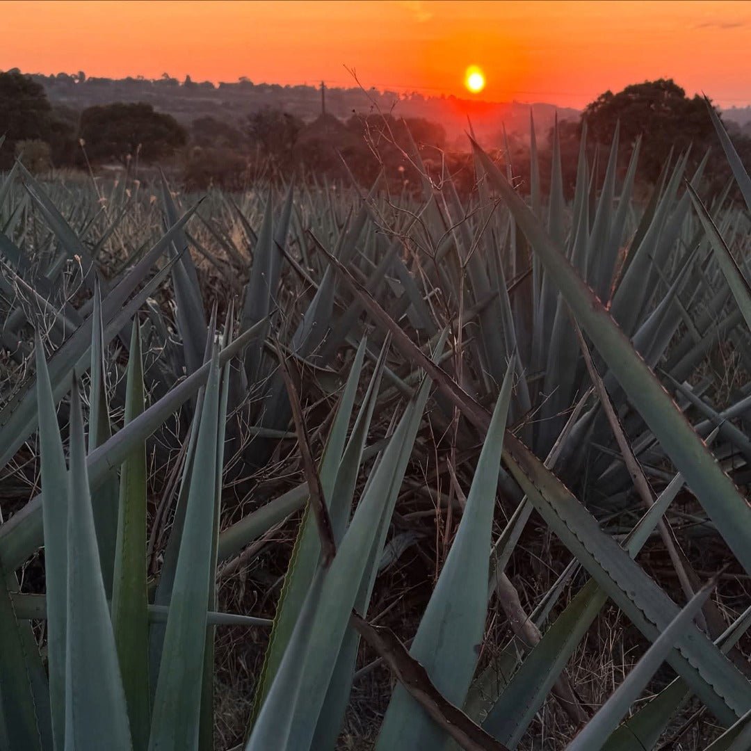 G4 Reposado Tequila - Latitude Wine & Liquor Merchant