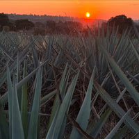 G4 Reposado Tequila - Latitude Wine & Liquor Merchant