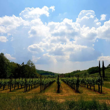 Gasper Chardonnay Rebula - Latitude Wine & Liquor Merchant