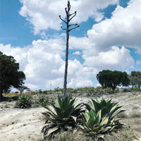 Gem & Bolt Mezcal Artesanal - Latitude Wine & Liquor Merchant
