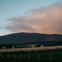 GlenAllachie Limited Release 12yo Sauternes Cask Finish - Latitude Wine & Liquor Merchant