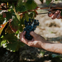 Gomez Cruzado Predilecto Rioja - Latitude Wine & Liquor Merchant