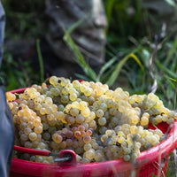 Gradis'ciutta Friuli Pinot Grigio - Latitude Wine & Liquor Merchant