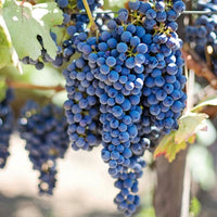 Gran Famiglia Bianchi Corte Tinto - Latitude Wine & Liquor Merchant