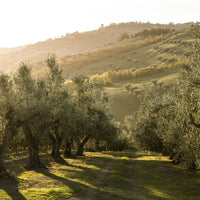 Gran Sasso 'Alta Quota' Pecorino - Latitude Wine & Liquor Merchant