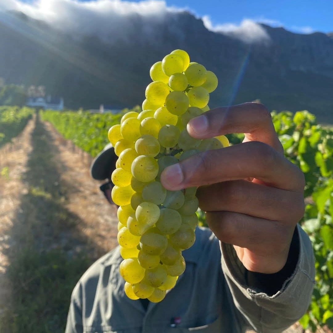 Green Flash Sunset Banghoek Chardonnay - Latitude Wine & Liquor Merchant