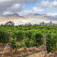 Green Flash Sunset Banghoek Chardonnay - Latitude Wine & Liquor Merchant