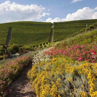 Gresy Monferrato Rosso - Latitude Wine & Liquor Merchant