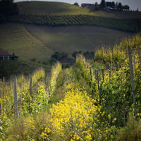 Gresy Monferrato Rosso - Latitude Wine & Liquor Merchant