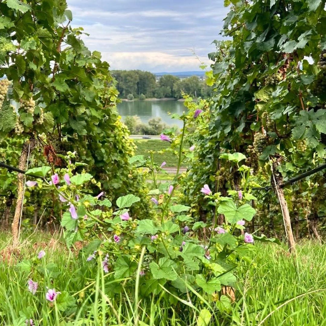 Gunderloch Redstone Riesling - Latitude Wine & Liquor Merchant