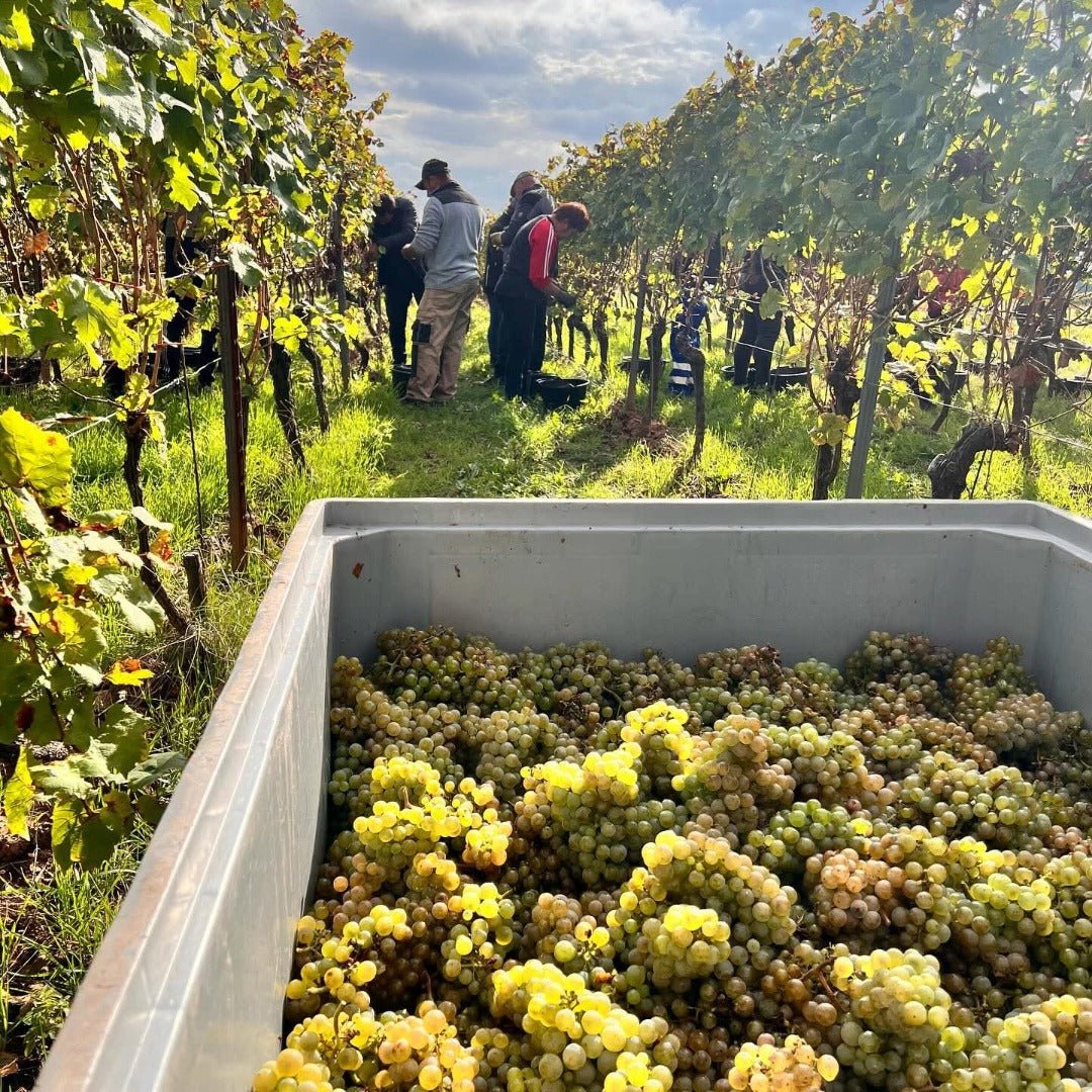 Gunderloch Redstone Riesling - Latitude Wine & Liquor Merchant