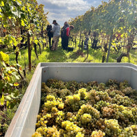 Gunderloch Redstone Riesling - Latitude Wine & Liquor Merchant