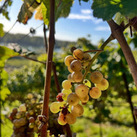 Gunderloch Redstone Riesling - Latitude Wine & Liquor Merchant