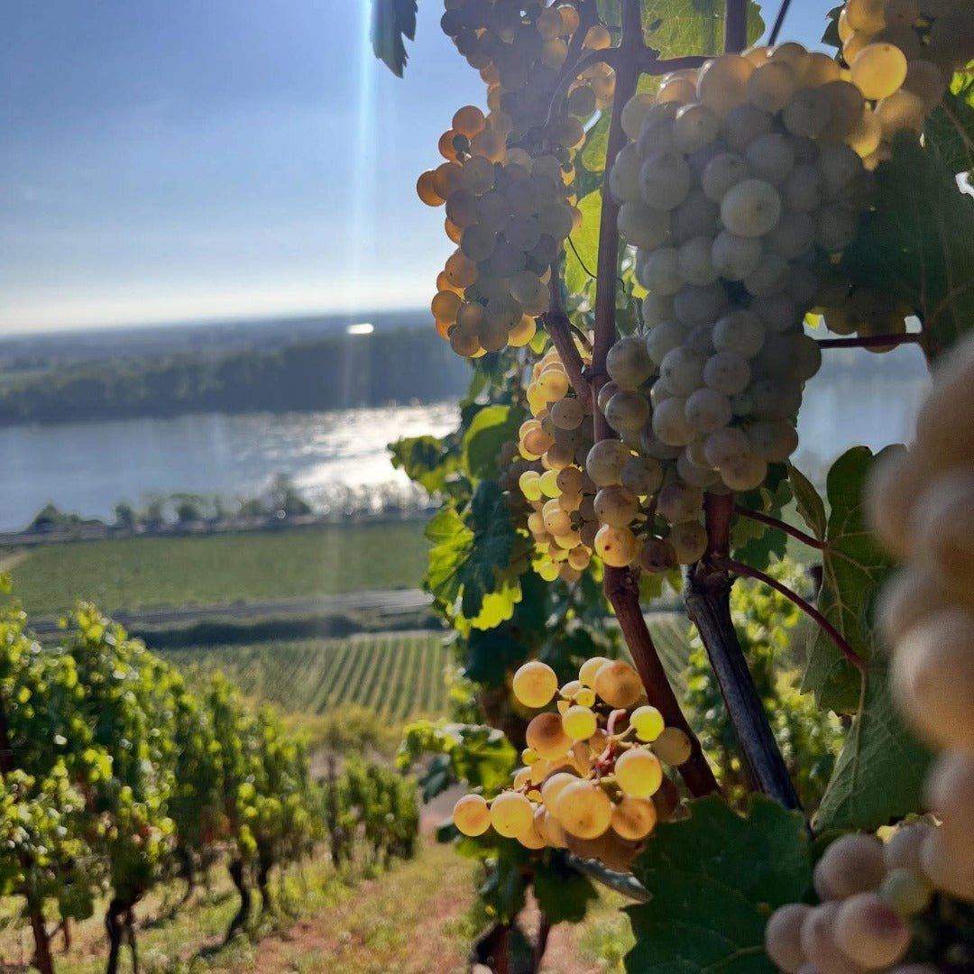 Gunderloch Redstone Riesling - Latitude Wine & Liquor Merchant