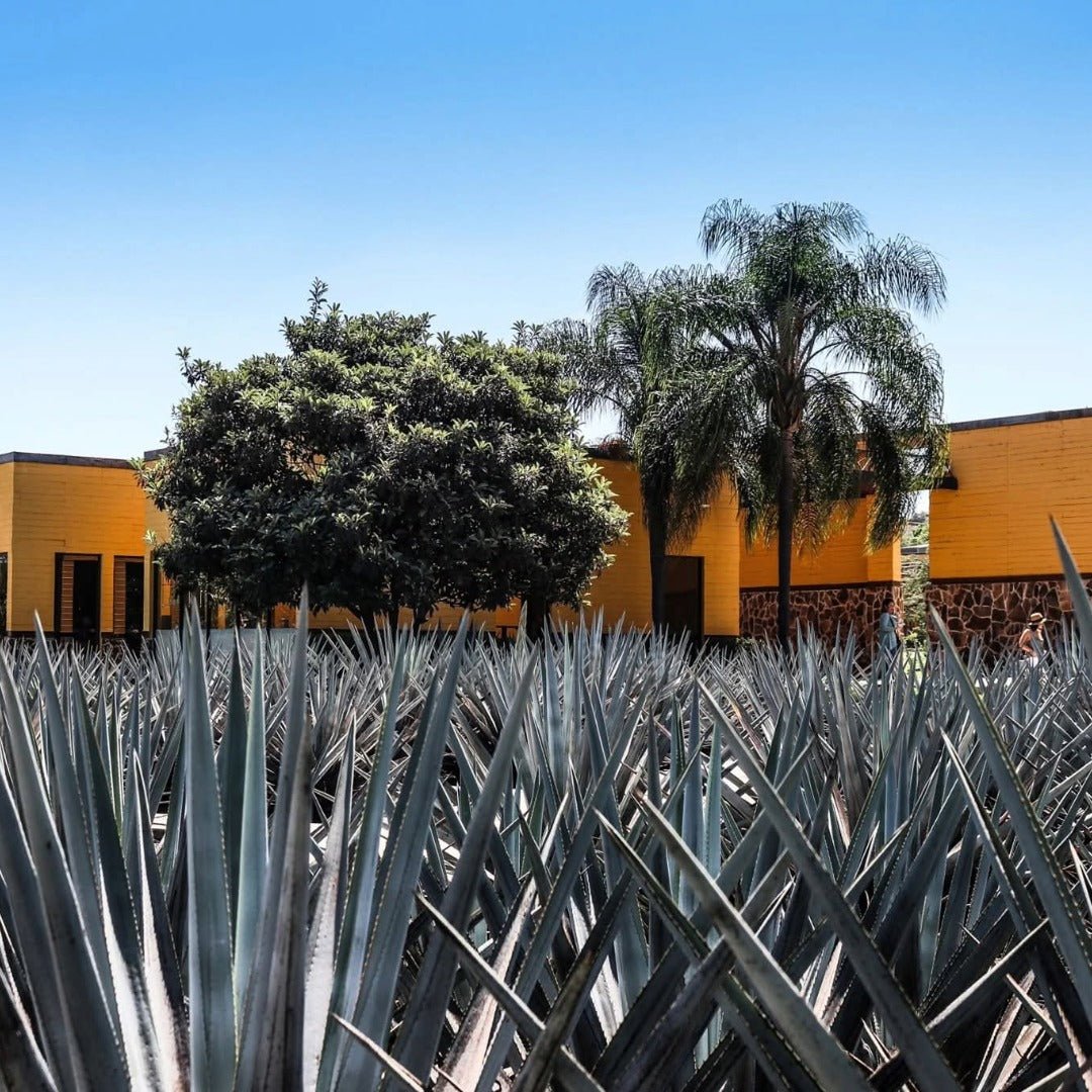 Herradura Anejo - Latitude Wine & Liquor Merchant