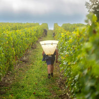Hine Bonneuil 2006 - Latitude Wine & Liquor Merchant