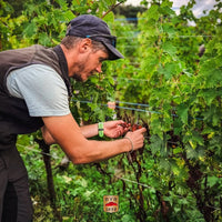 Hugel Gentil - Latitude Wine & Liquor Merchant