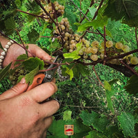 Hugel Gentil - Latitude Wine & Liquor Merchant