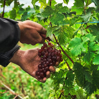 Hugel Gentil - Latitude Wine & Liquor Merchant