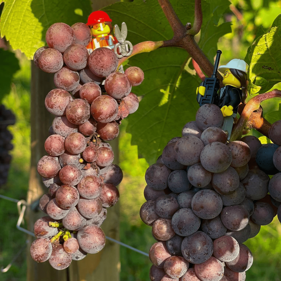 Hugel Gentil - Latitude Wine & Liquor Merchant