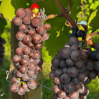 Hugel Gentil - Latitude Wine & Liquor Merchant