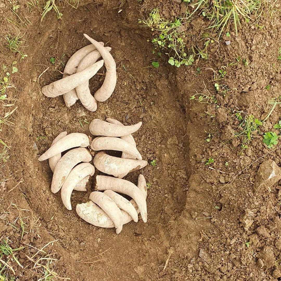 I Forestieri Rigomale Bianco - Latitude Wine & Liquor Merchant