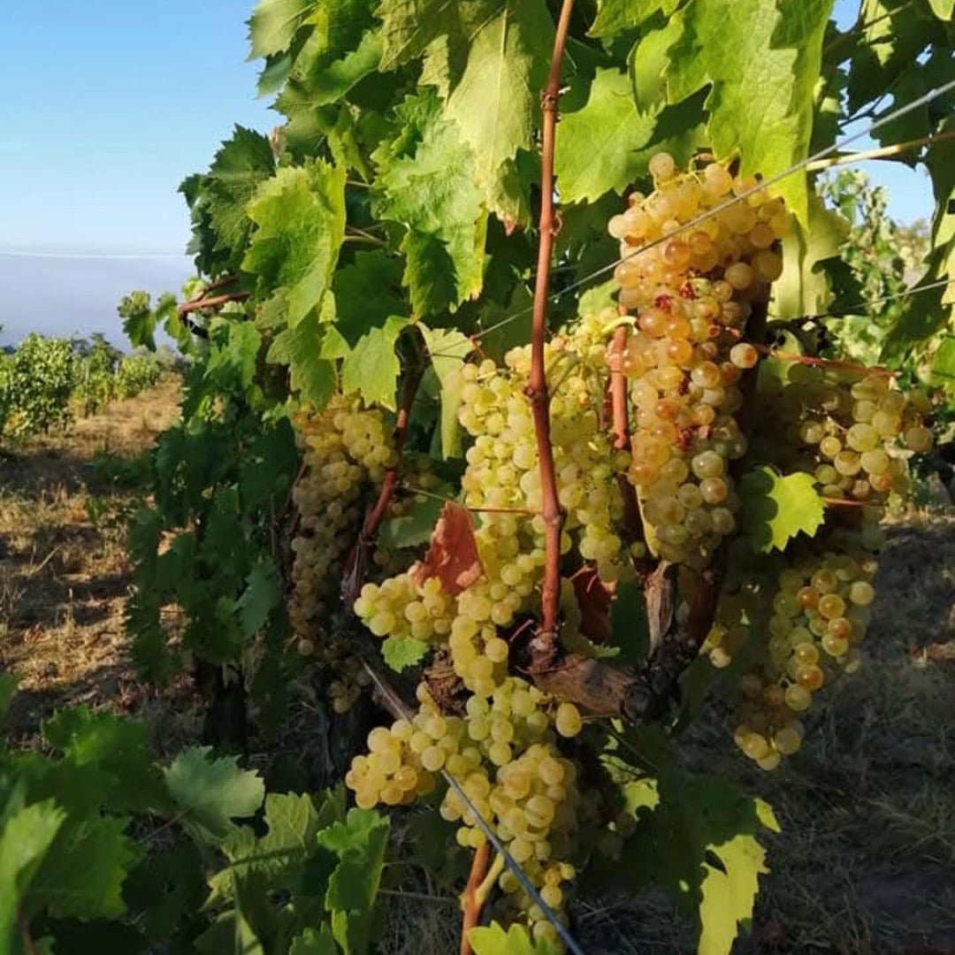 I Forestieri Rigomale Bianco - Latitude Wine & Liquor Merchant