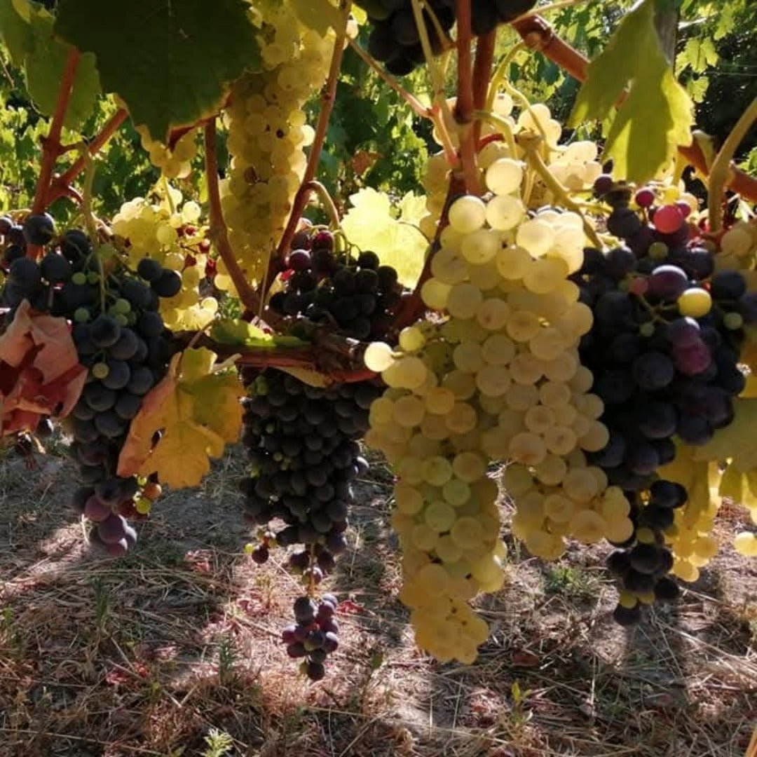 I Forestieri Rigomale Bianco - Latitude Wine & Liquor Merchant