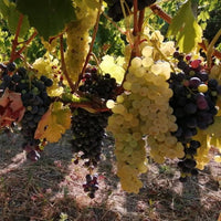 I Forestieri Rigomale Bianco - Latitude Wine & Liquor Merchant