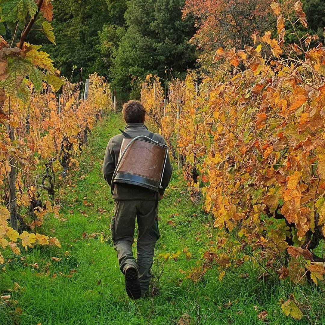 I Forestieri Rigomale Bianco - Latitude Wine & Liquor Merchant