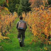 I Forestieri Rigomale Bianco - Latitude Wine & Liquor Merchant