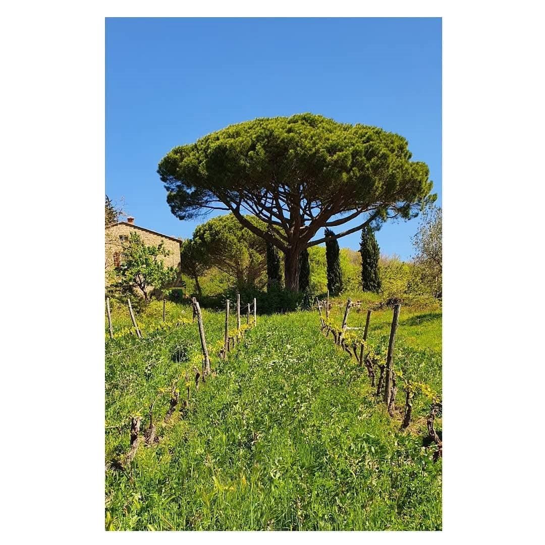 I Forestieri Rigomale Bianco - Latitude Wine & Liquor Merchant