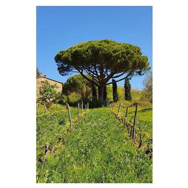 I Forestieri Rigomale Bianco - Latitude Wine & Liquor Merchant