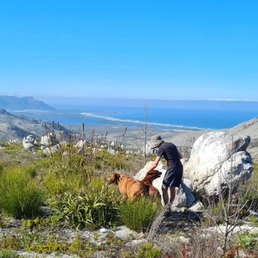 Iona Solace Syrah - Latitude Wine & Liquor Merchant