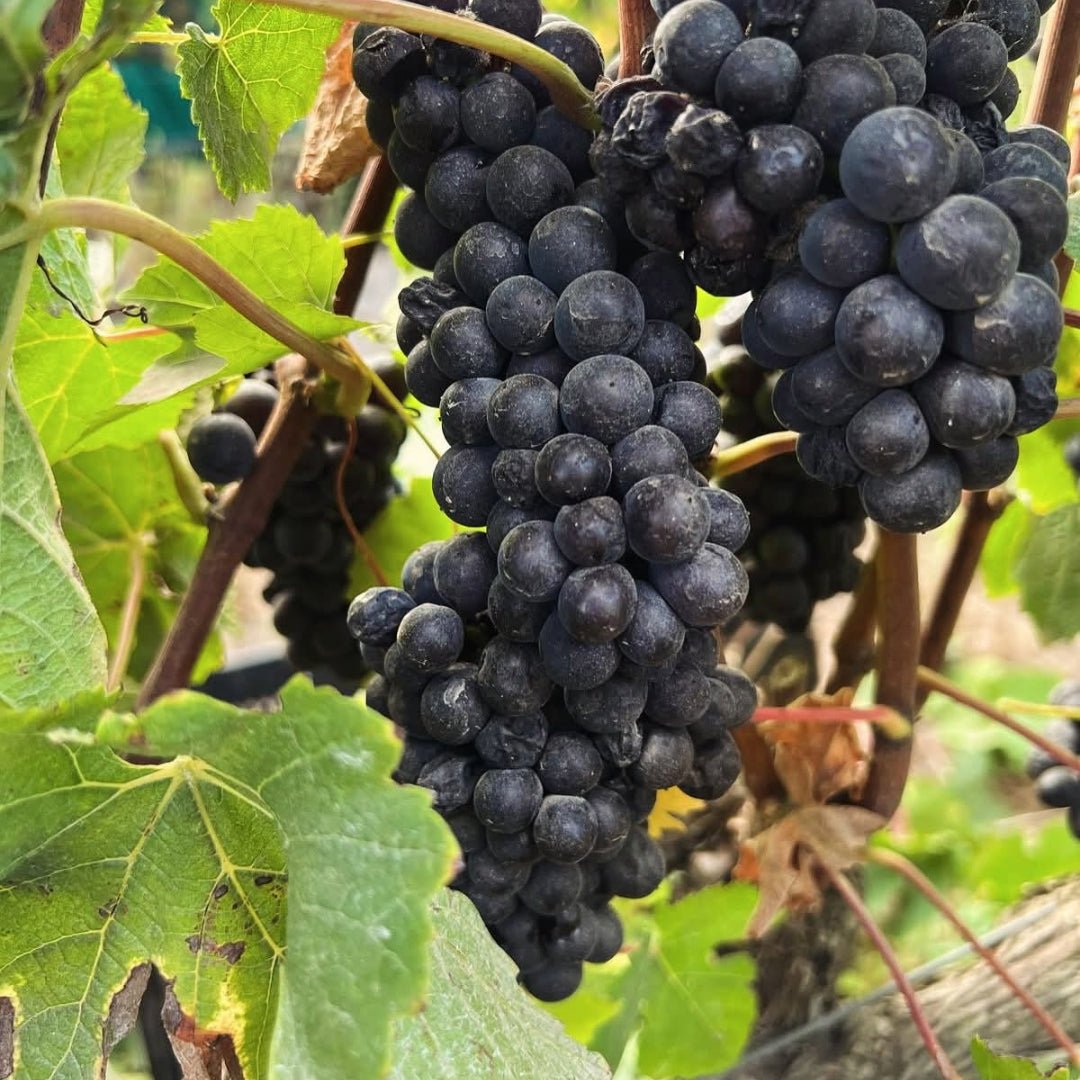 Iona Solace Syrah - Latitude Wine & Liquor Merchant