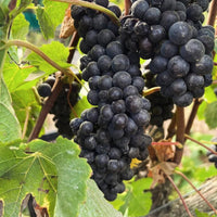 Iona Solace Syrah - Latitude Wine & Liquor Merchant