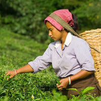 Jindea Single Estate Tea Gin - Latitude Wine & Liquor Merchant