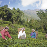 Jindea Single Estate Tea Gin - Latitude Wine & Liquor Merchant