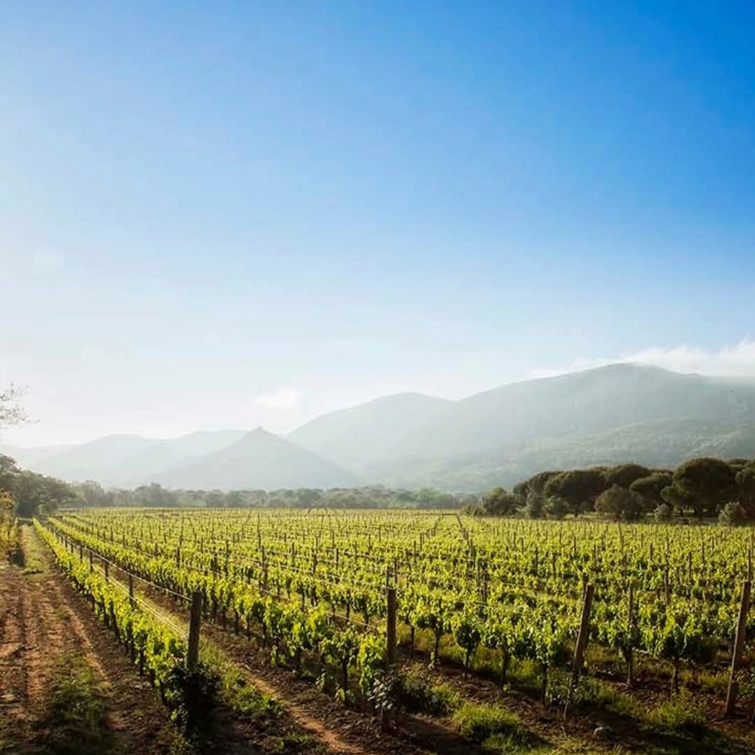 Jose Maria Da Fonseca Setubal Tinto Reserva - Latitude Wine & Liquor Merchant