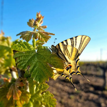 Jose Pariente Rueda Verdejo - Latitude Wine & Liquor Merchant