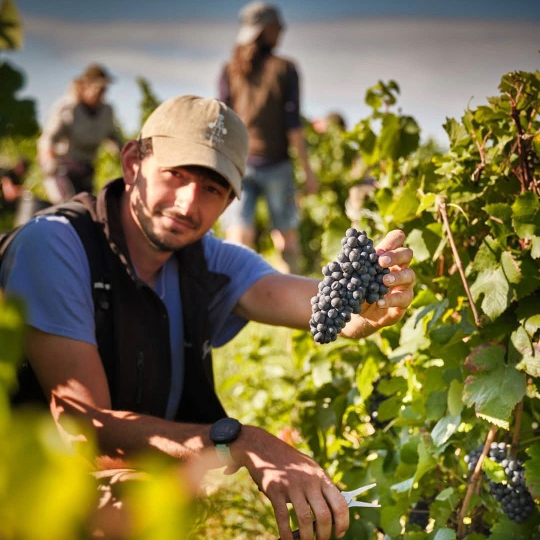 Joseph Drouhin Savigny - les - Beaune Clos des Godeaux - Latitude Wine & Liquor Merchant